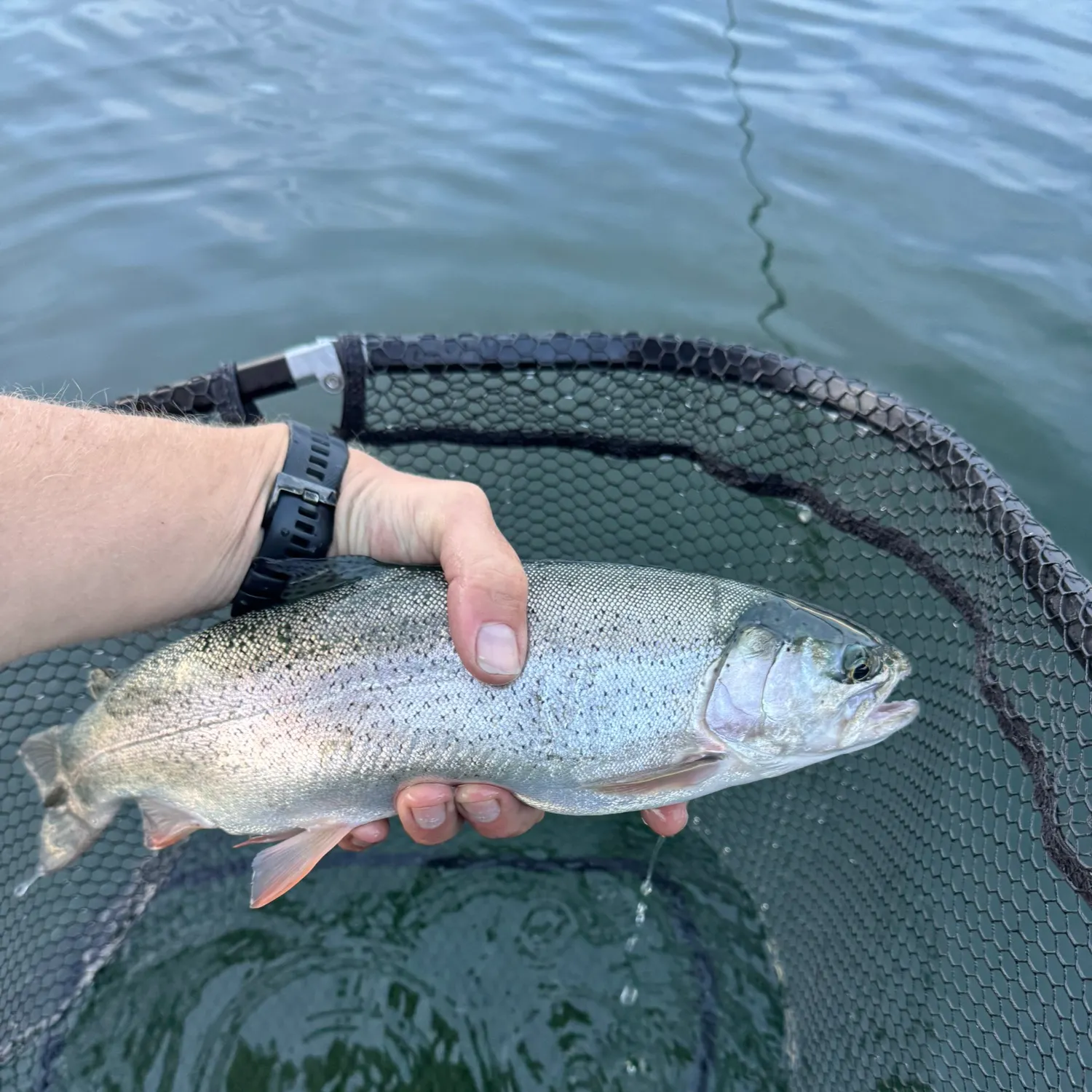 Cutbow caught on Fishbrain