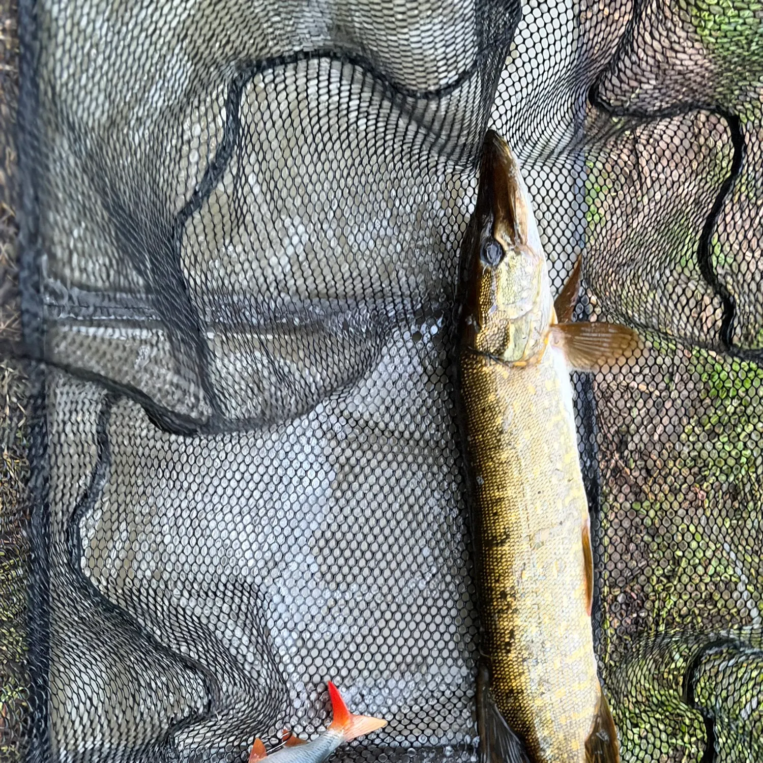 Northern pike caught on Fishbrain