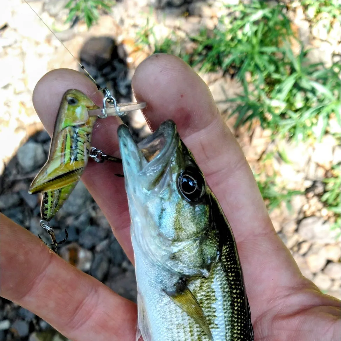 The most recent Redeye bass catches on Fishbrain