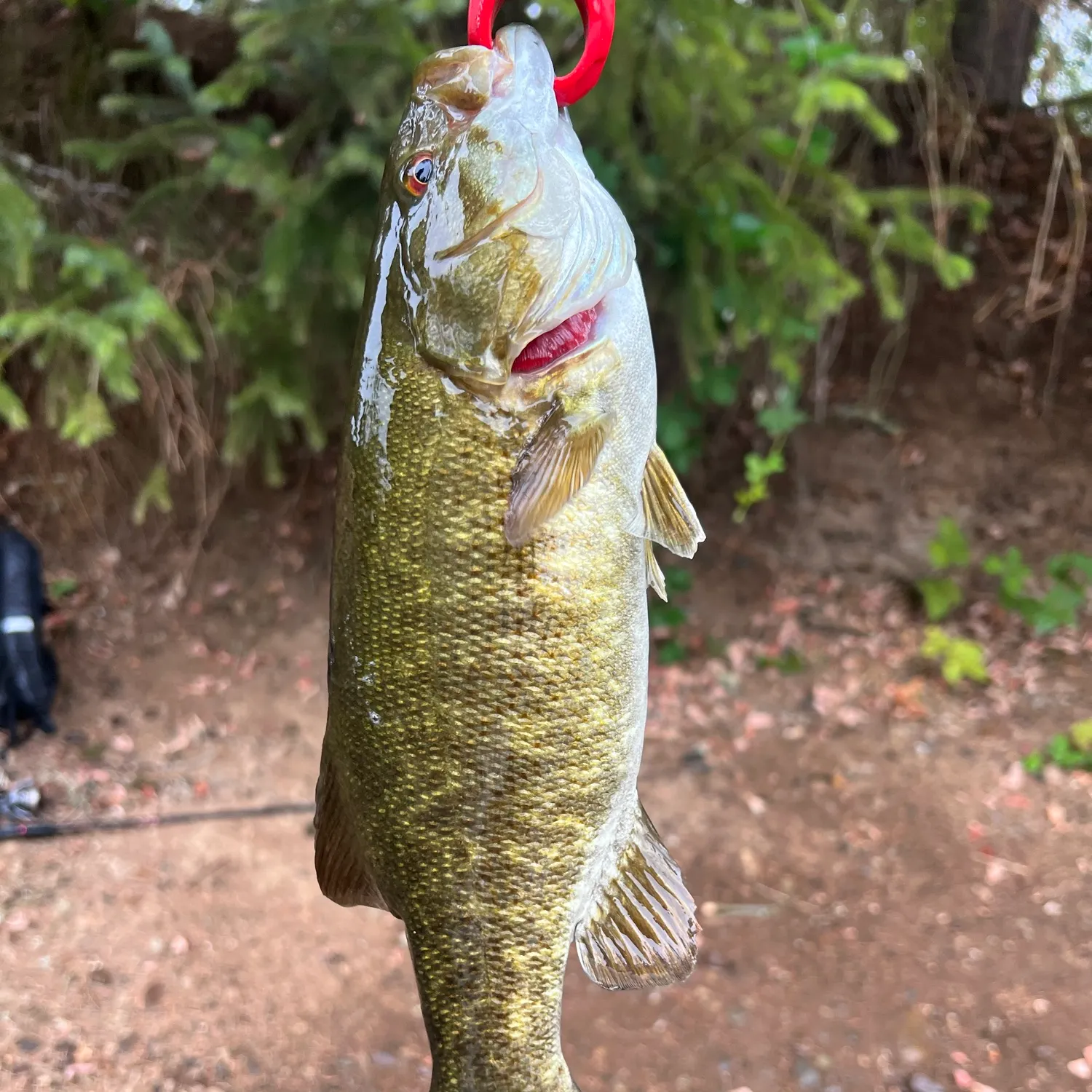 Smallmouth bass caught on Fishbrain