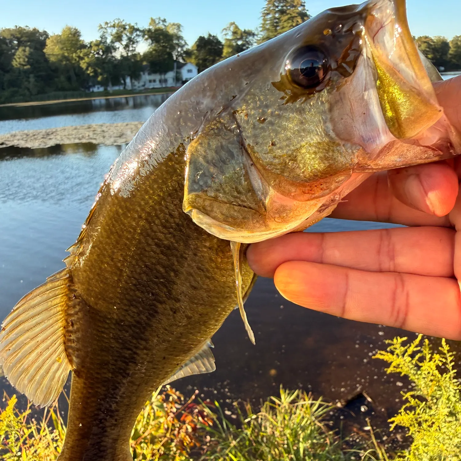 Largemouth bass caught on Fishbrain