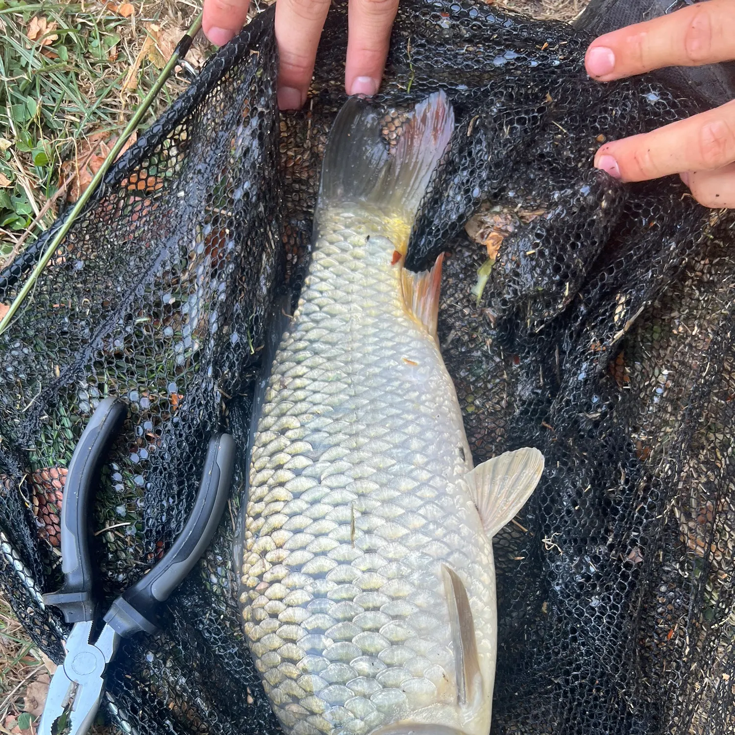 Common carp caught on Fishbrain