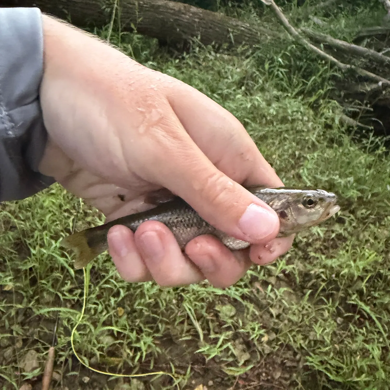 Creek chub caught on Fishbrain