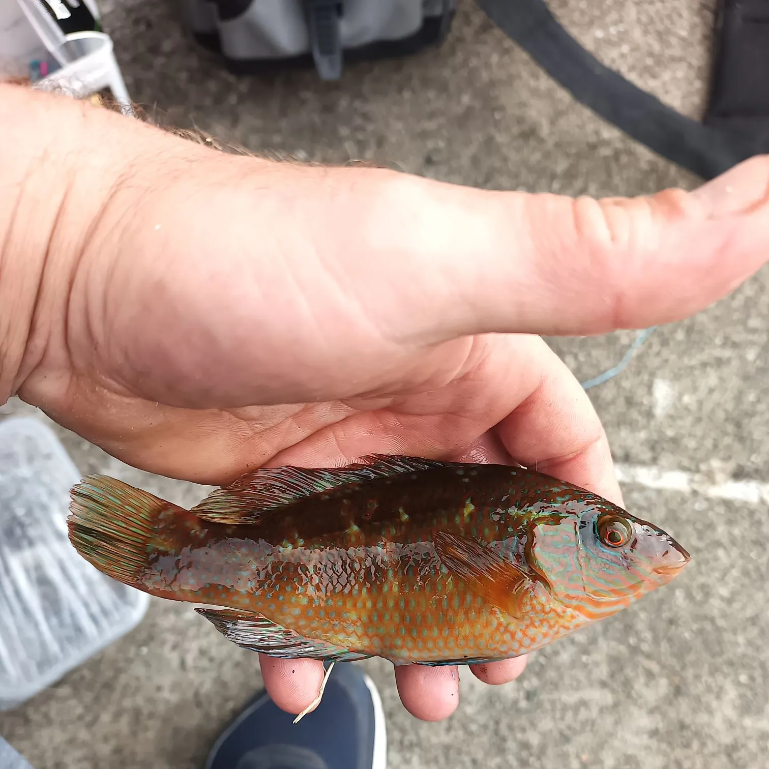 angler catch