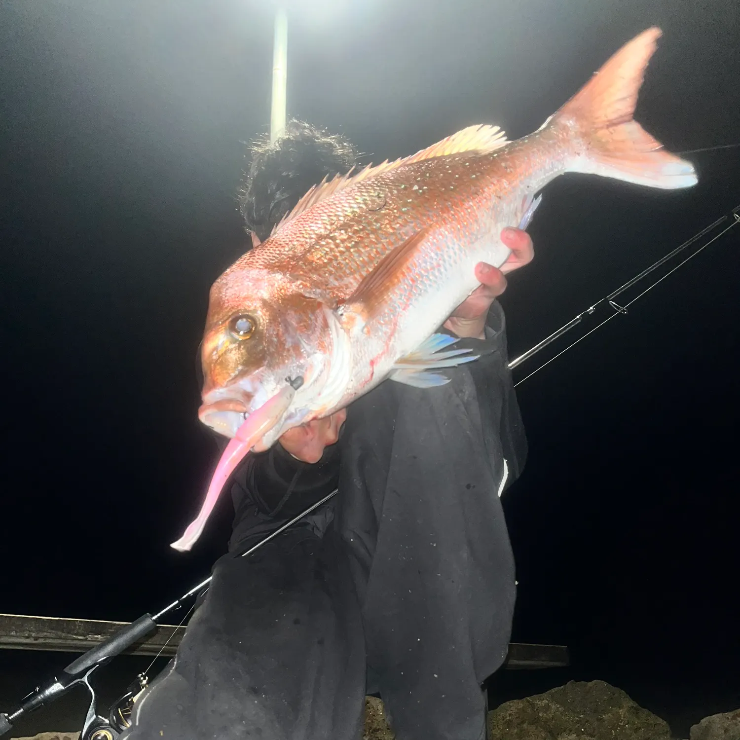 Australasian snapper caught on Fishbrain