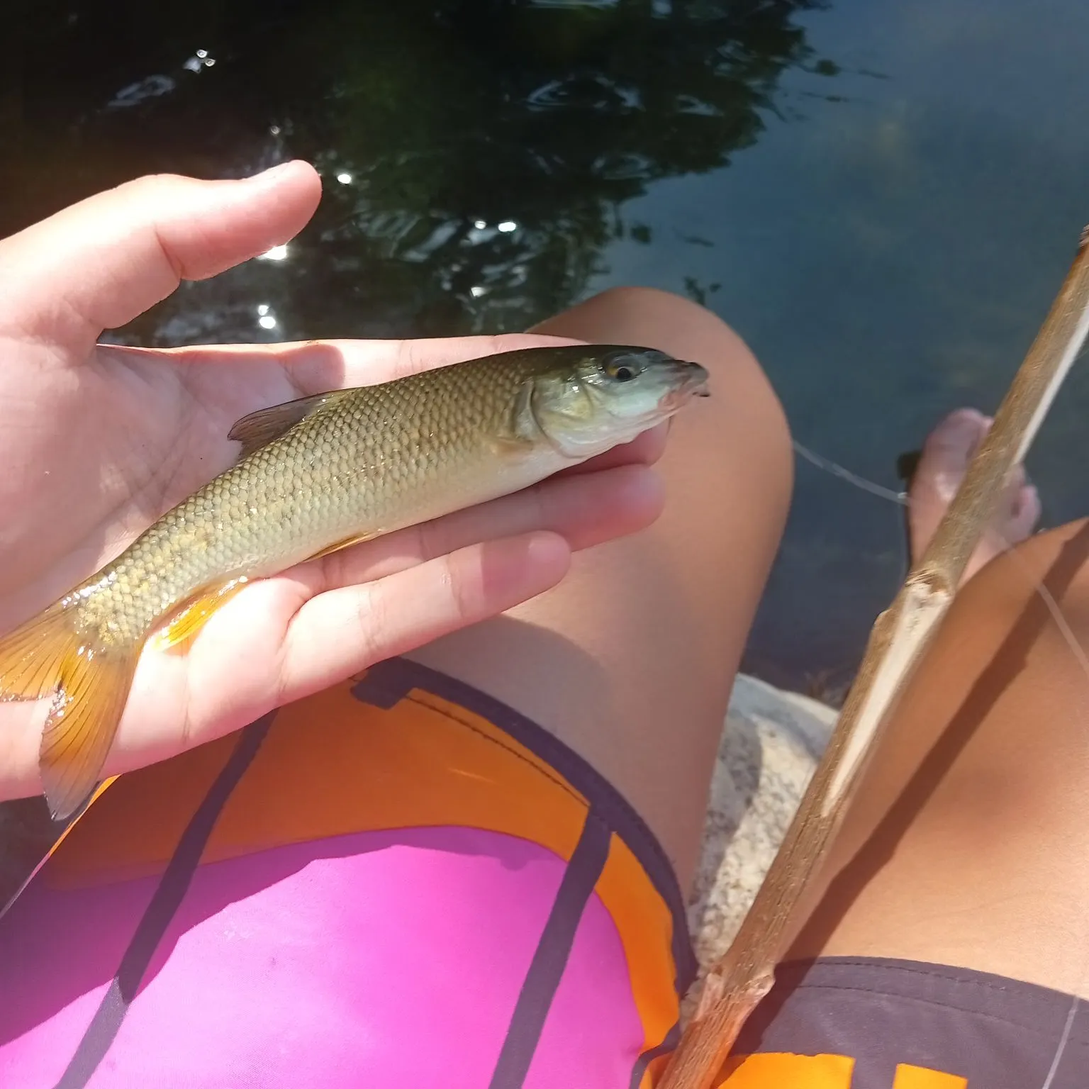 The most recent Northern barbel catches on Fishbrain