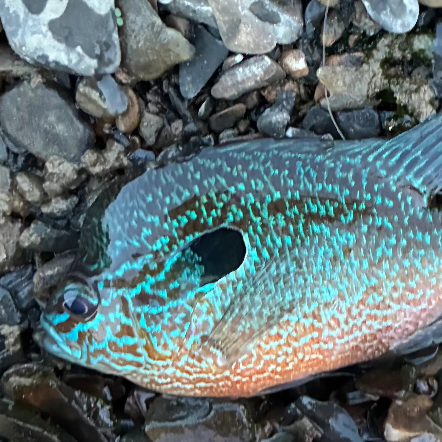 Longear sunfish caught on Fishbrain
