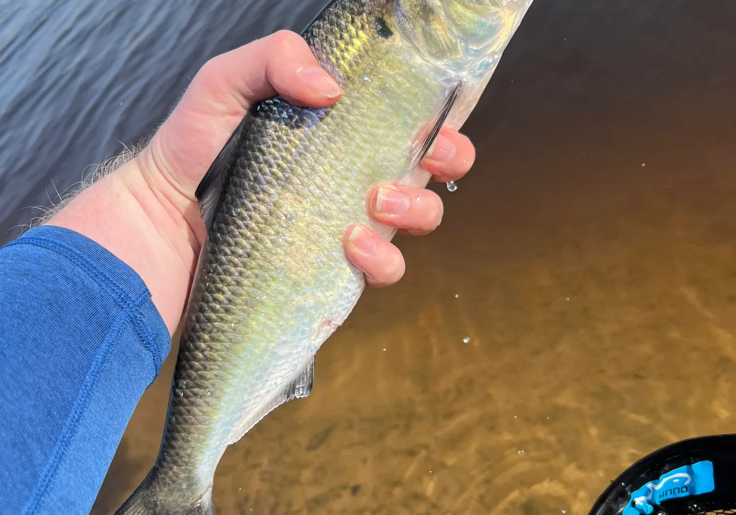 American shad