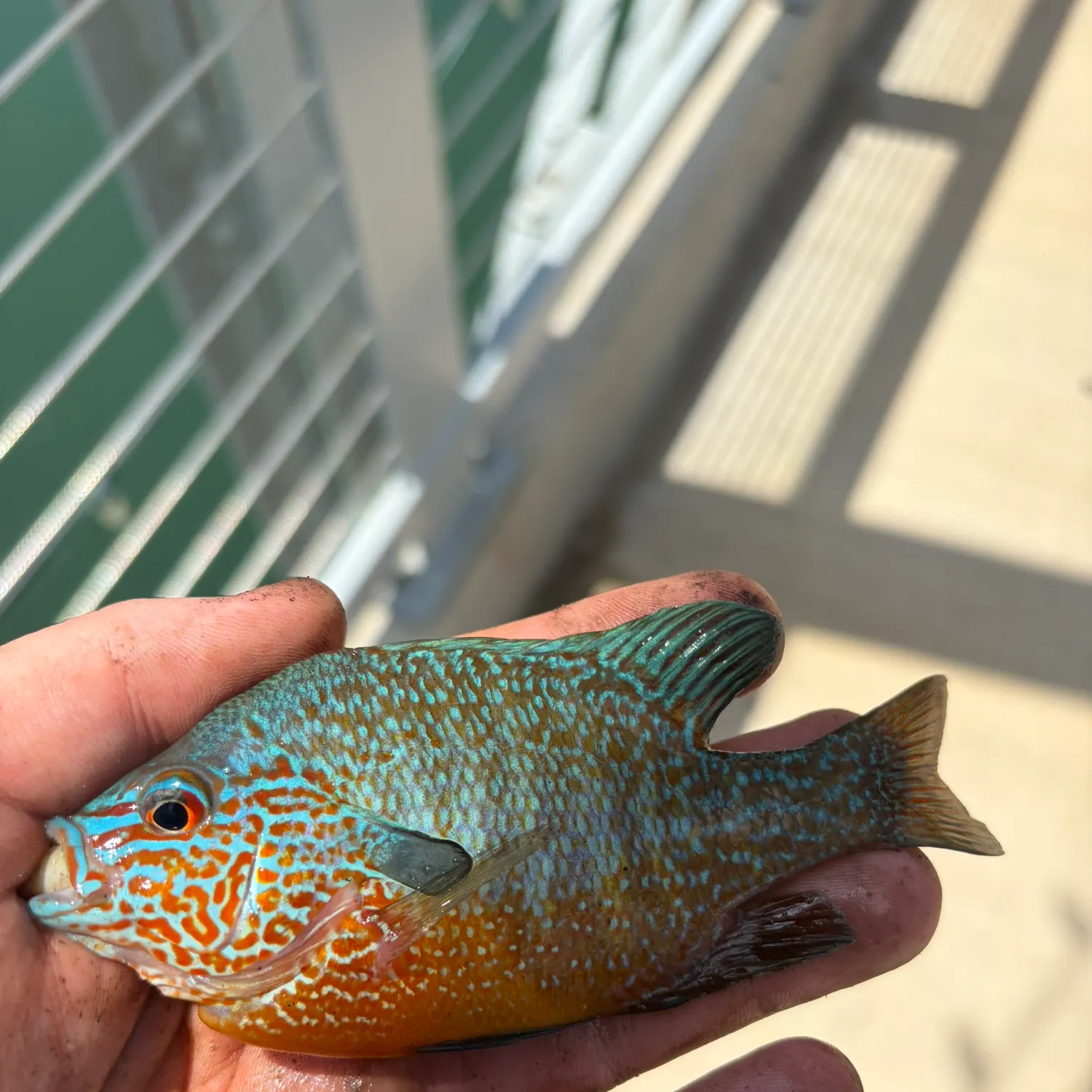 The most recent Redstripe longear sunfish catches on Fishbrain
