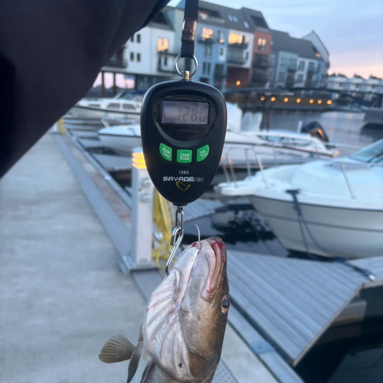Atlantic cod caught on Fishbrain