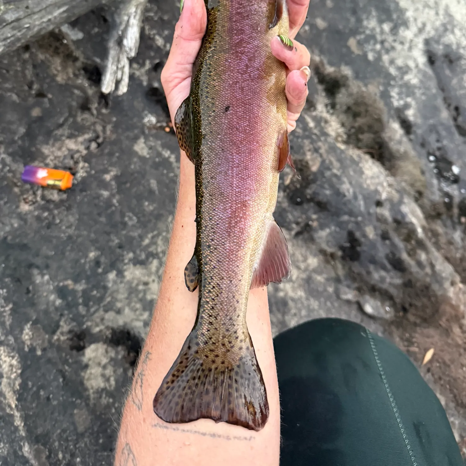 Rainbow trout caught on Fishbrain