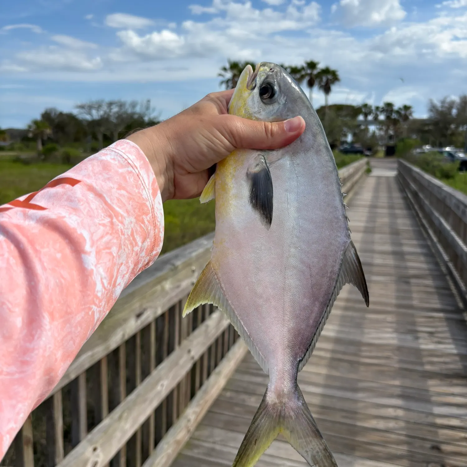 The most recent Florida pompano catches on Fishbrain