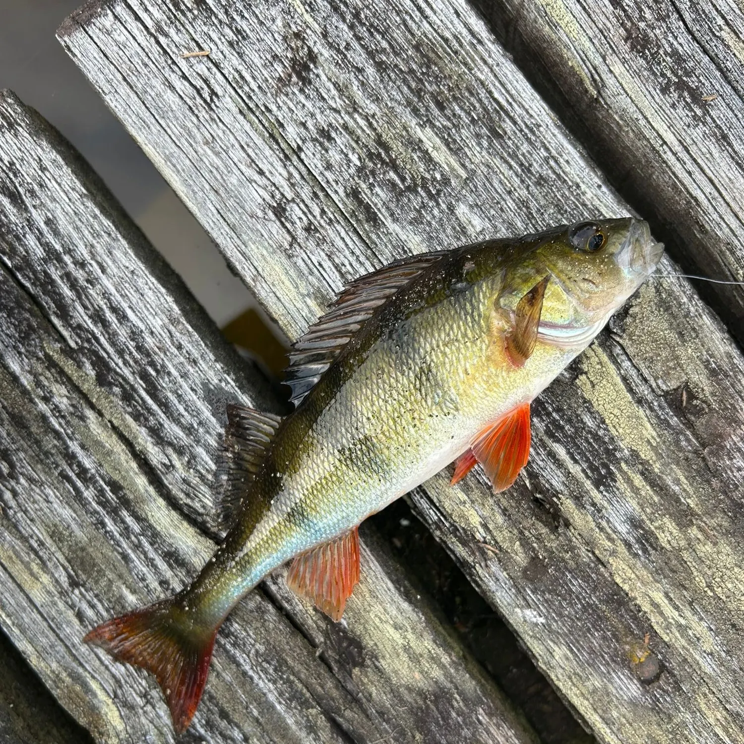 European perch caught on Fishbrain