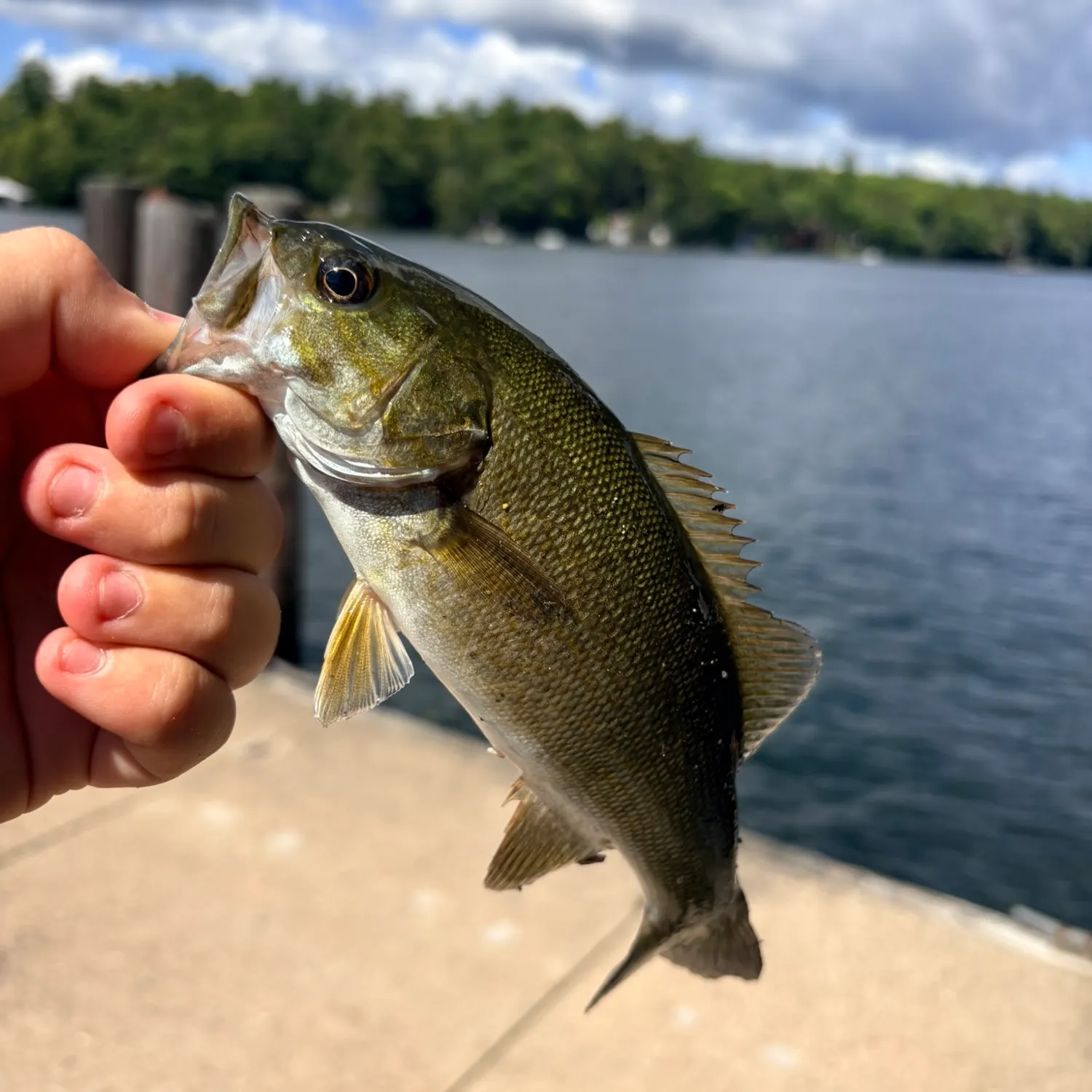 Smallmouth bass caught on Fishbrain