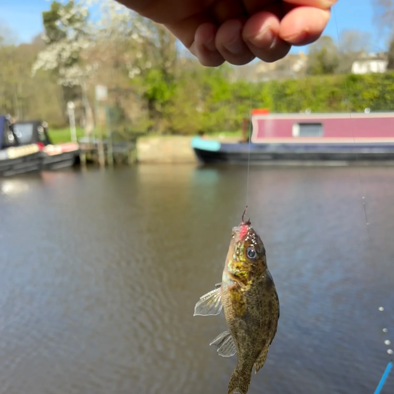 The most recent Eurasian ruffe catches on Fishbrain