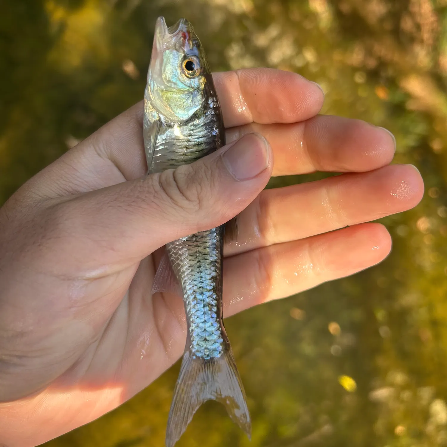 Striped shiner caught on Fishbrain