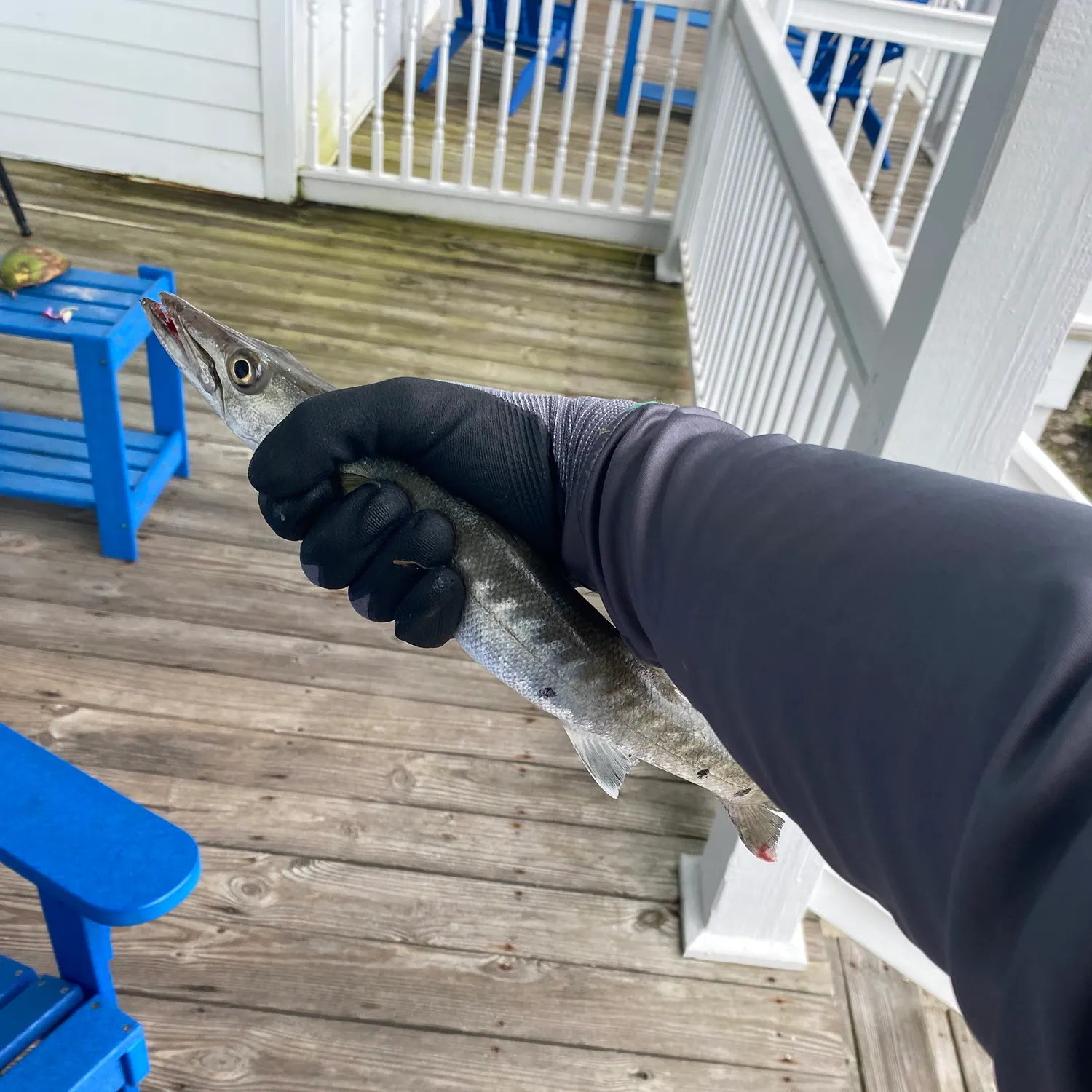 The most recent Great barracuda catches on Fishbrain