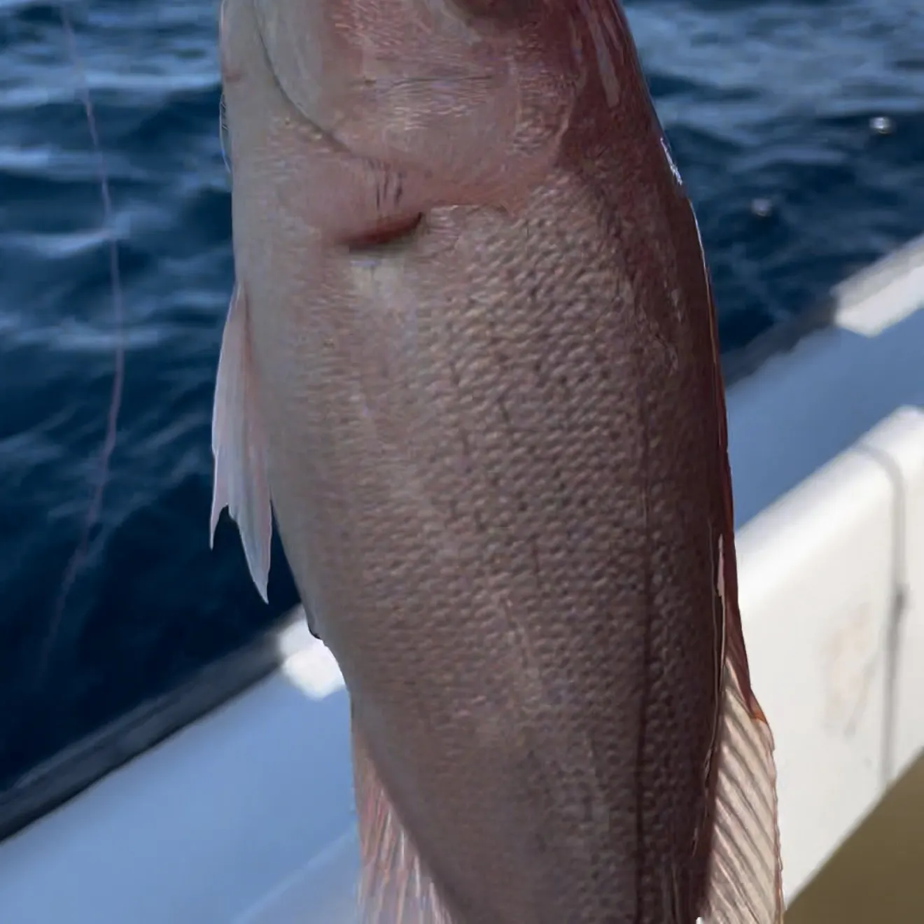 The most recent Vermilion snapper catches on Fishbrain