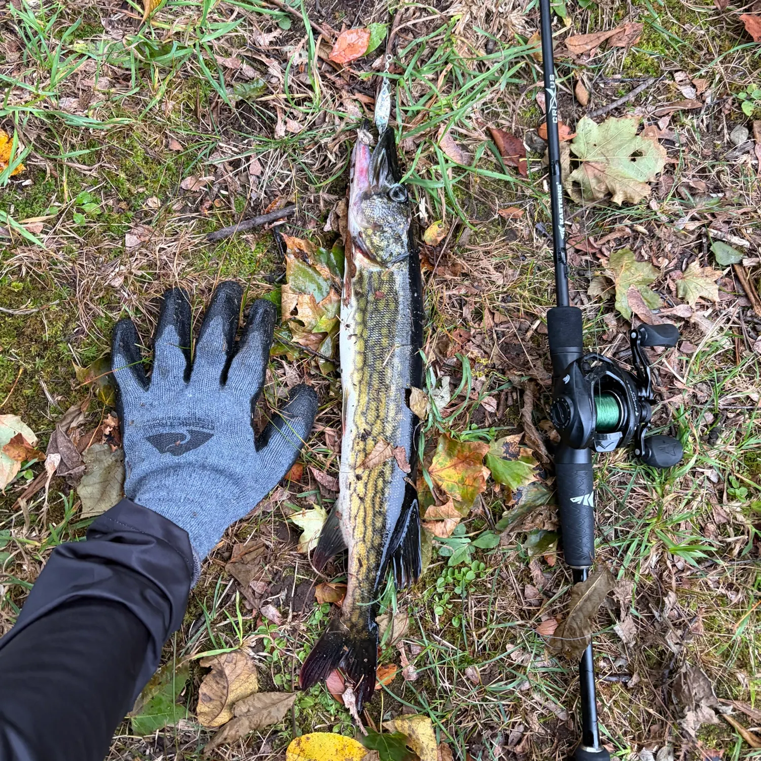 Chain pickerel caught on Fishbrain