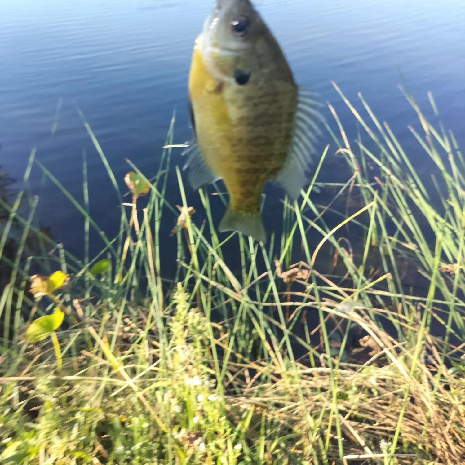 Bluegill caught on Fishbrain