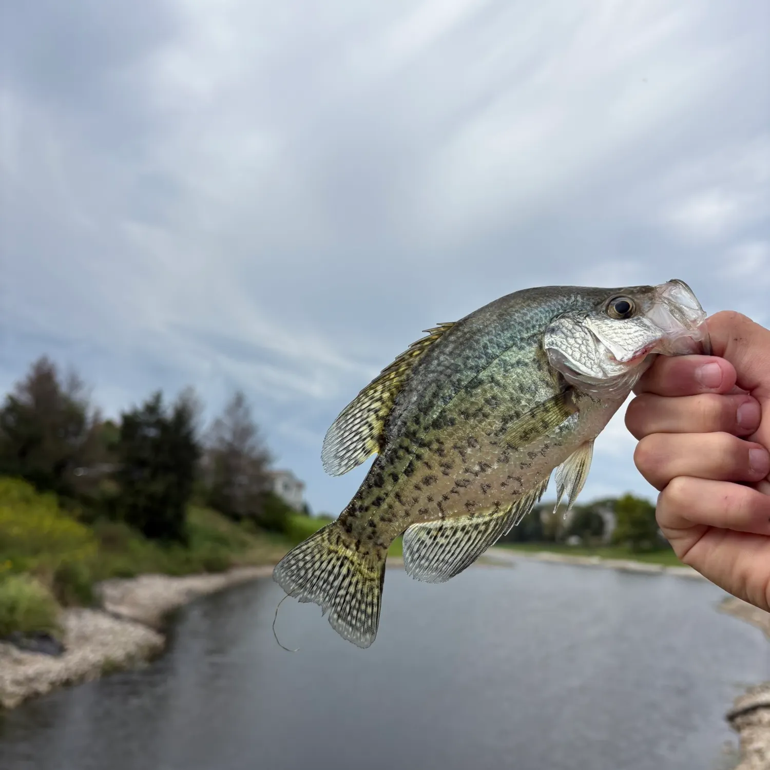 Black crappie caught on Fishbrain