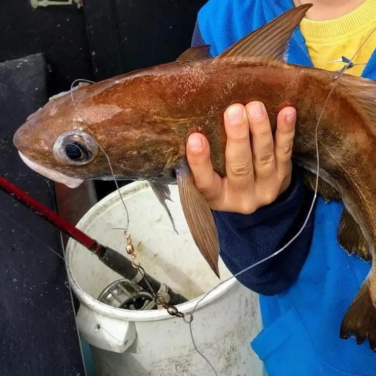 The most recent Poor cod catches on Fishbrain