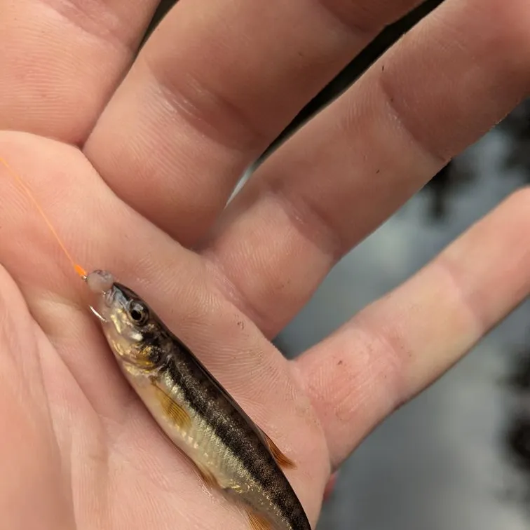 The most recent Eurasian minnow catches on Fishbrain
