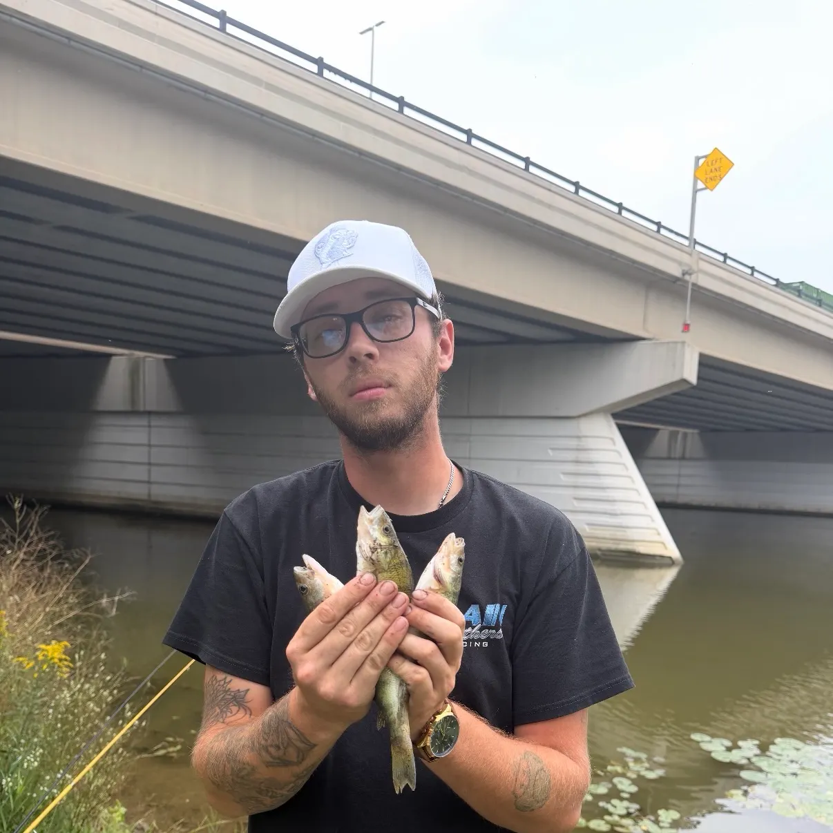 Yellow perch caught on Fishbrain