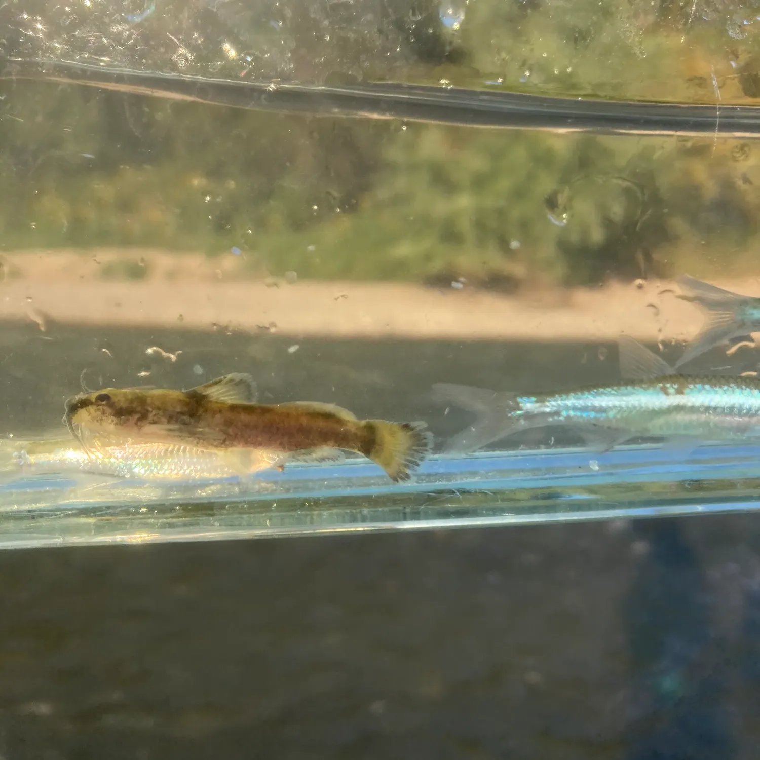 The most recent Mountain madtom catches on Fishbrain