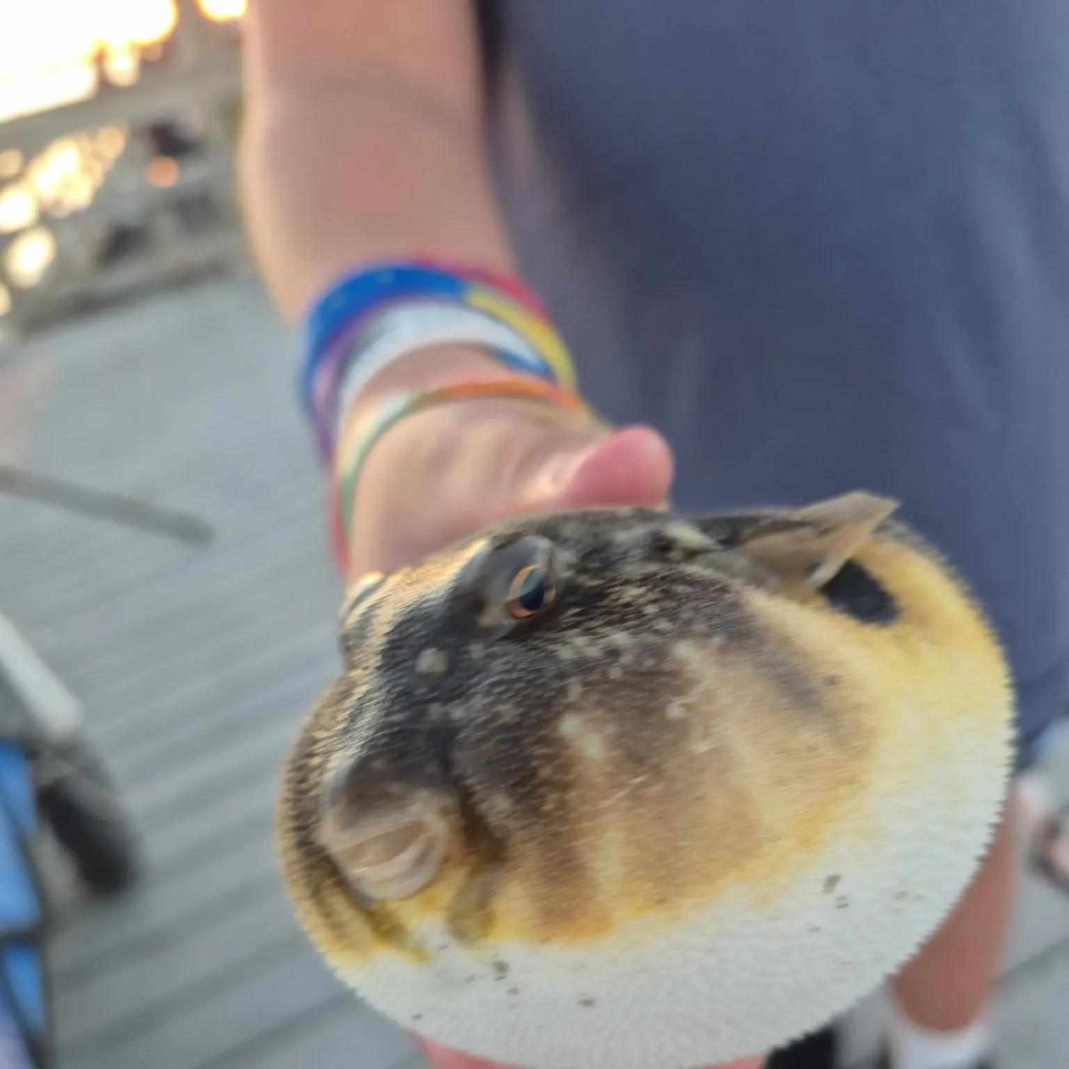 Northern puffer caught on Fishbrain