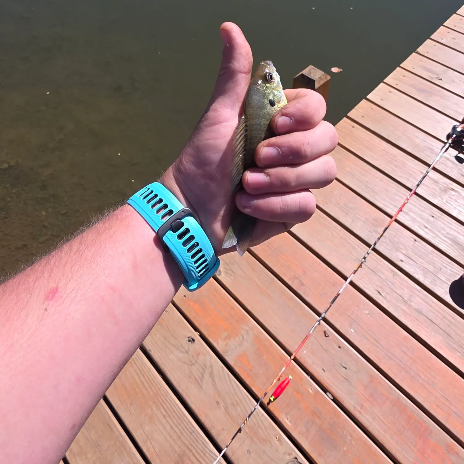 Bluegill caught on Fishbrain