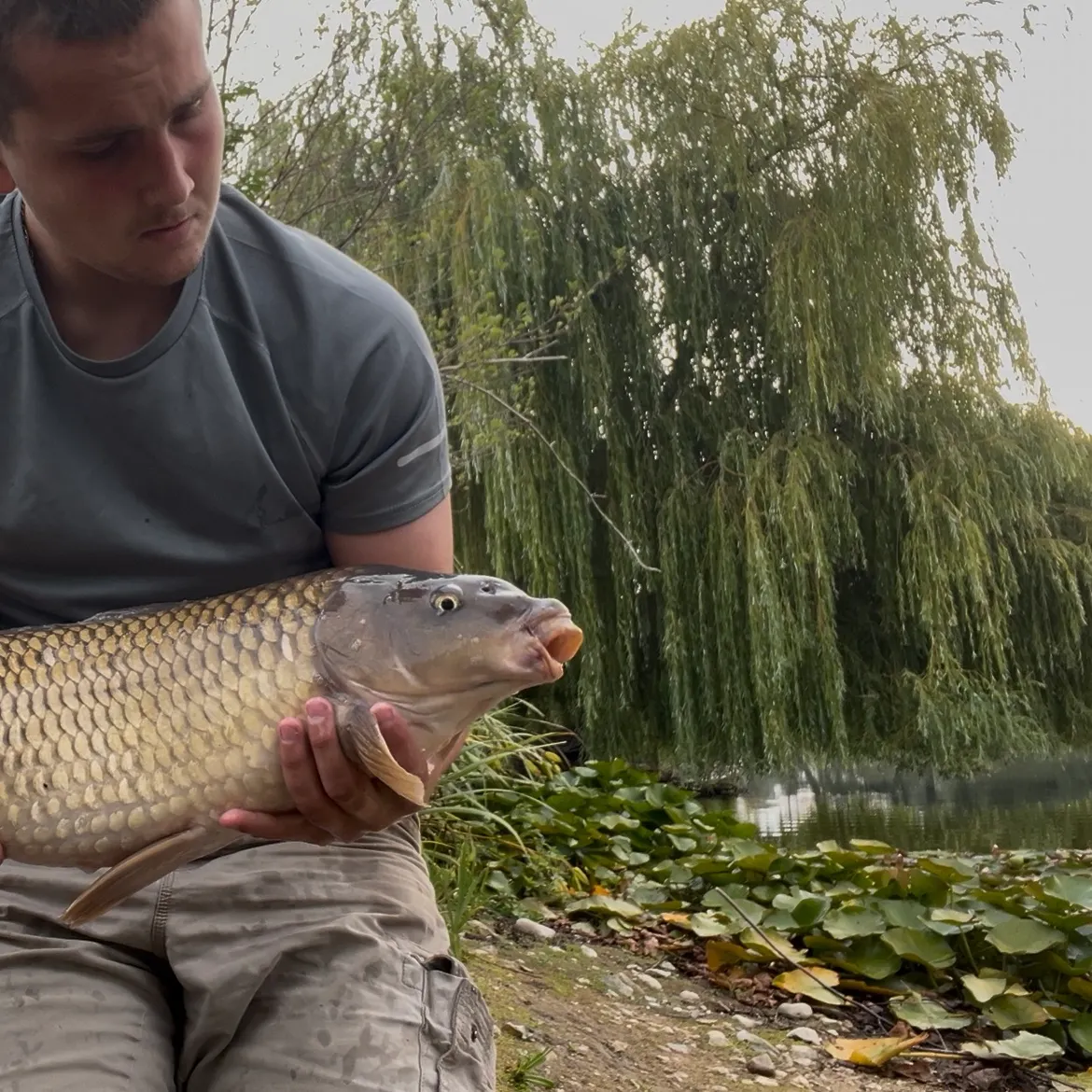 Common carp caught on Fishbrain