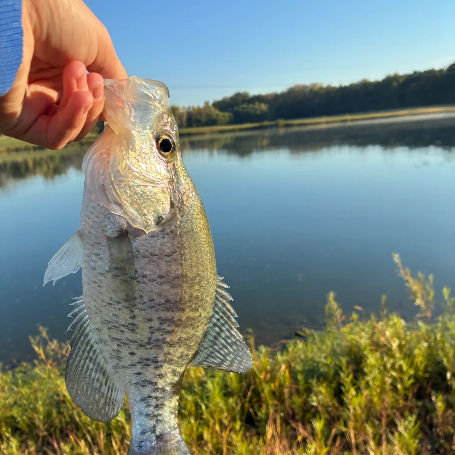 White crappie caught on Fishbrain