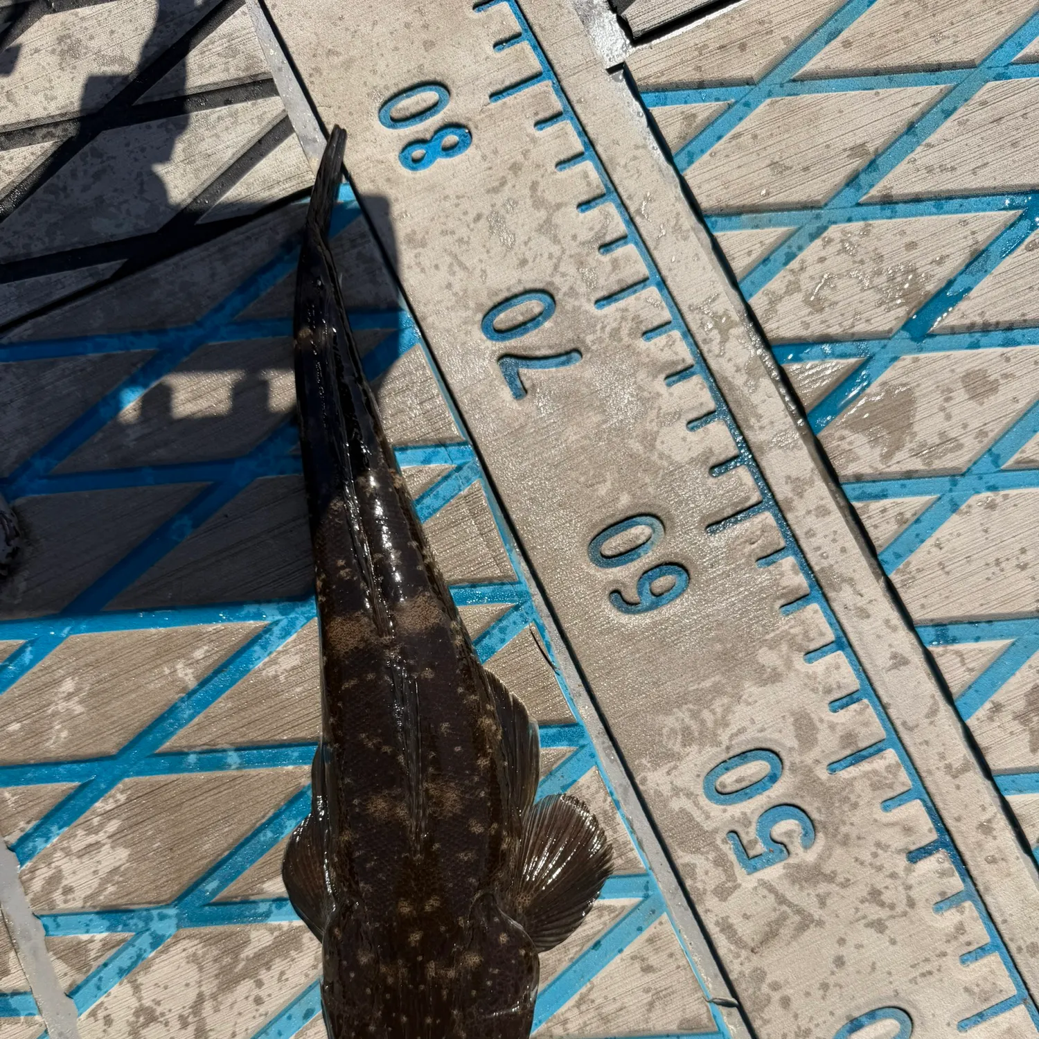 Dusky flathead caught on Fishbrain