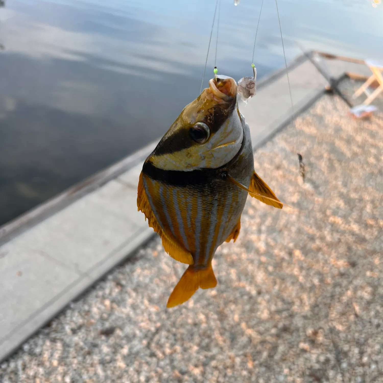 The most recent Atlantic porkfish catches on Fishbrain