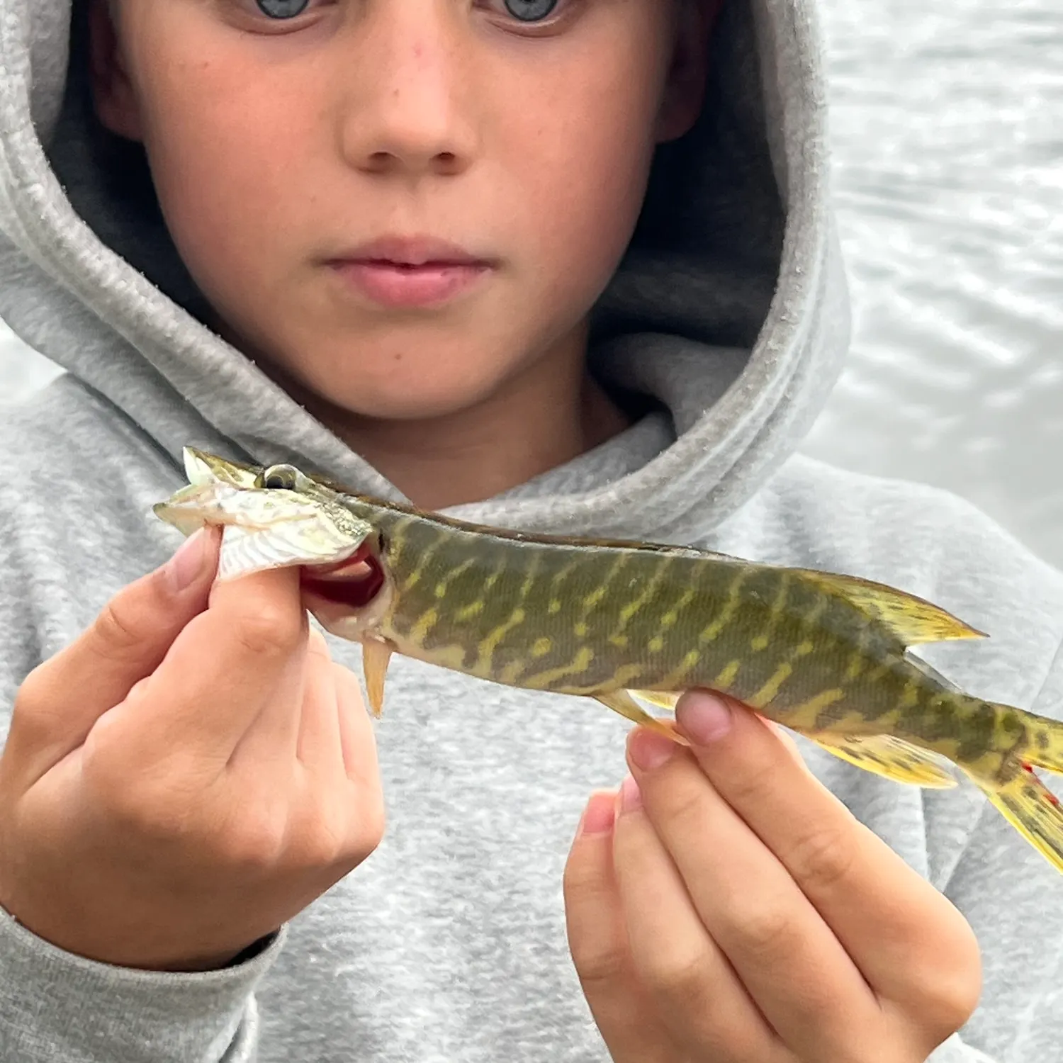 Northern pike caught on Fishbrain