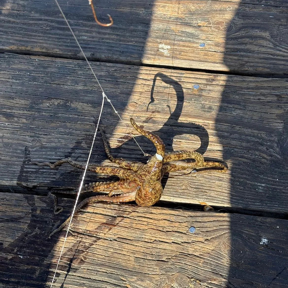 The most recent California two-spot octopus catches on Fishbrain