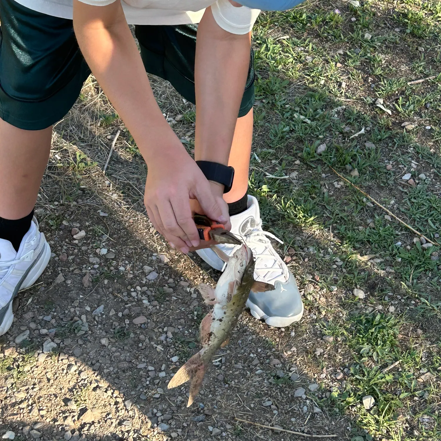 Yellow bullhead caught on Fishbrain