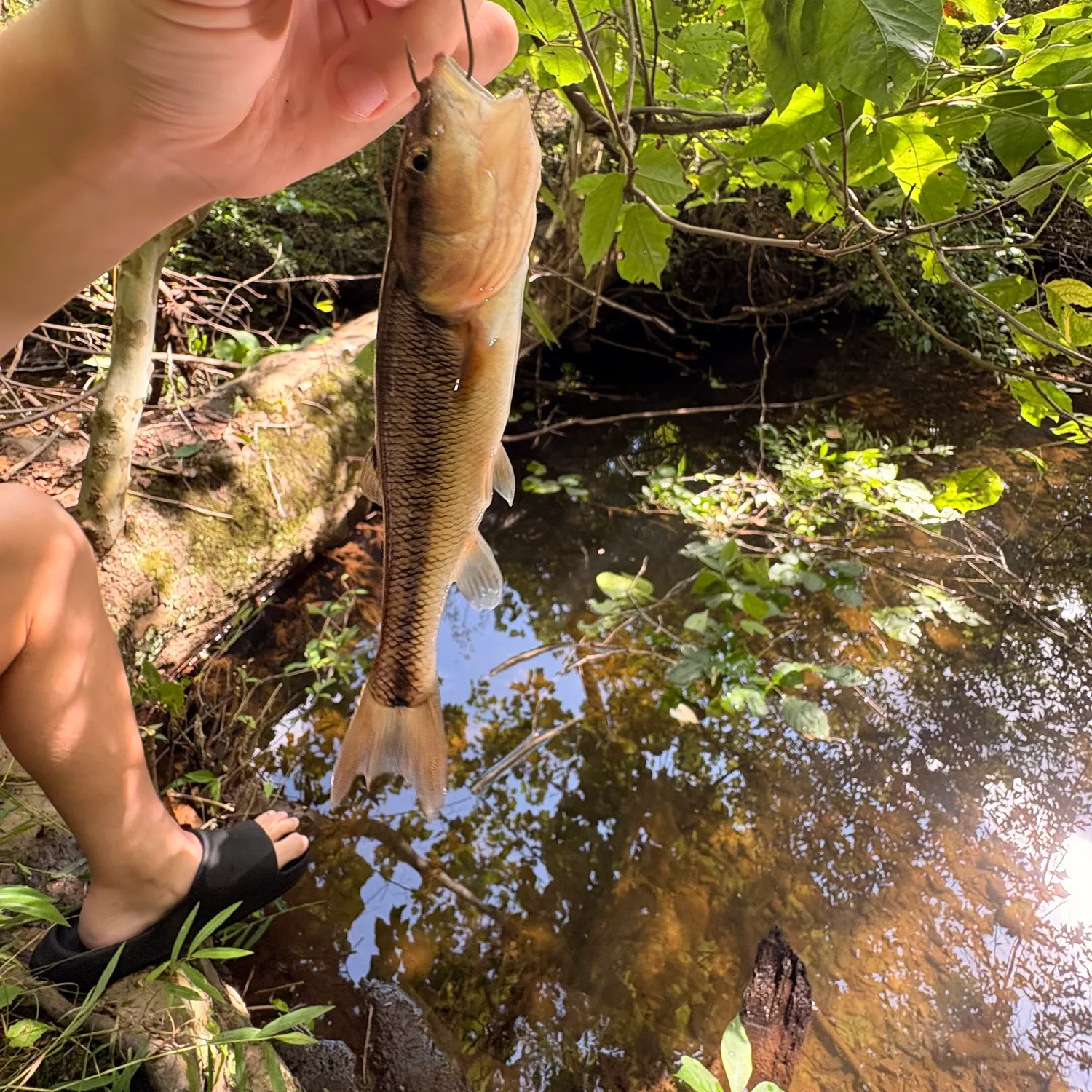 Creek chub caught on Fishbrain
