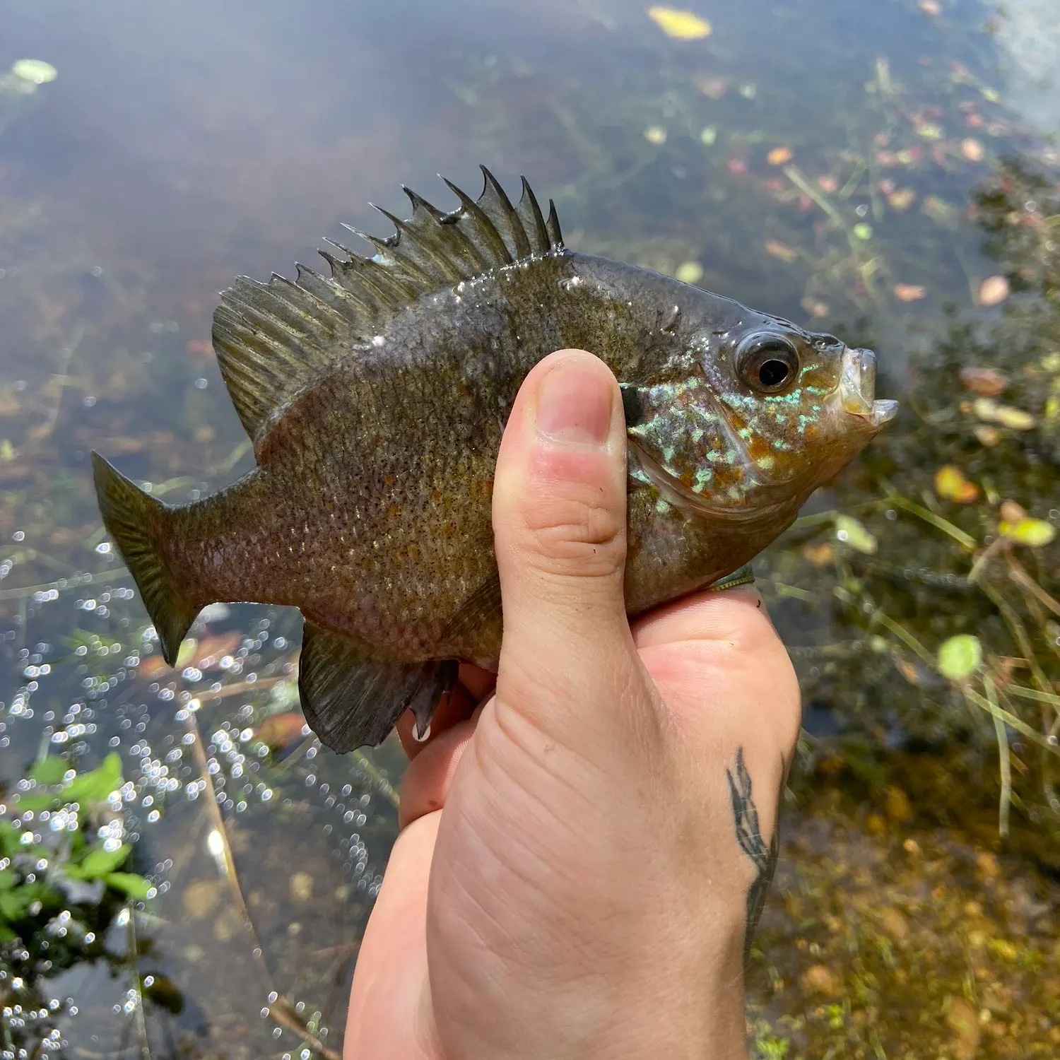 Bluegill caught on Fishbrain