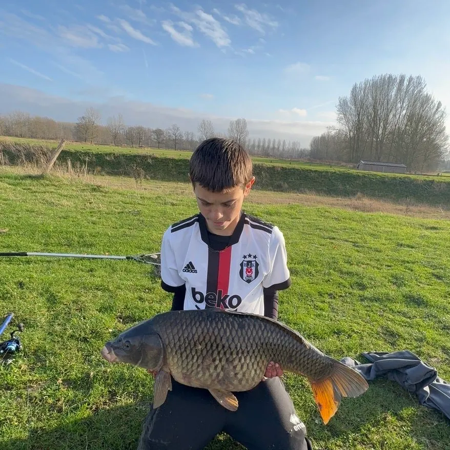 The most recent Common carp catches on Fishbrain