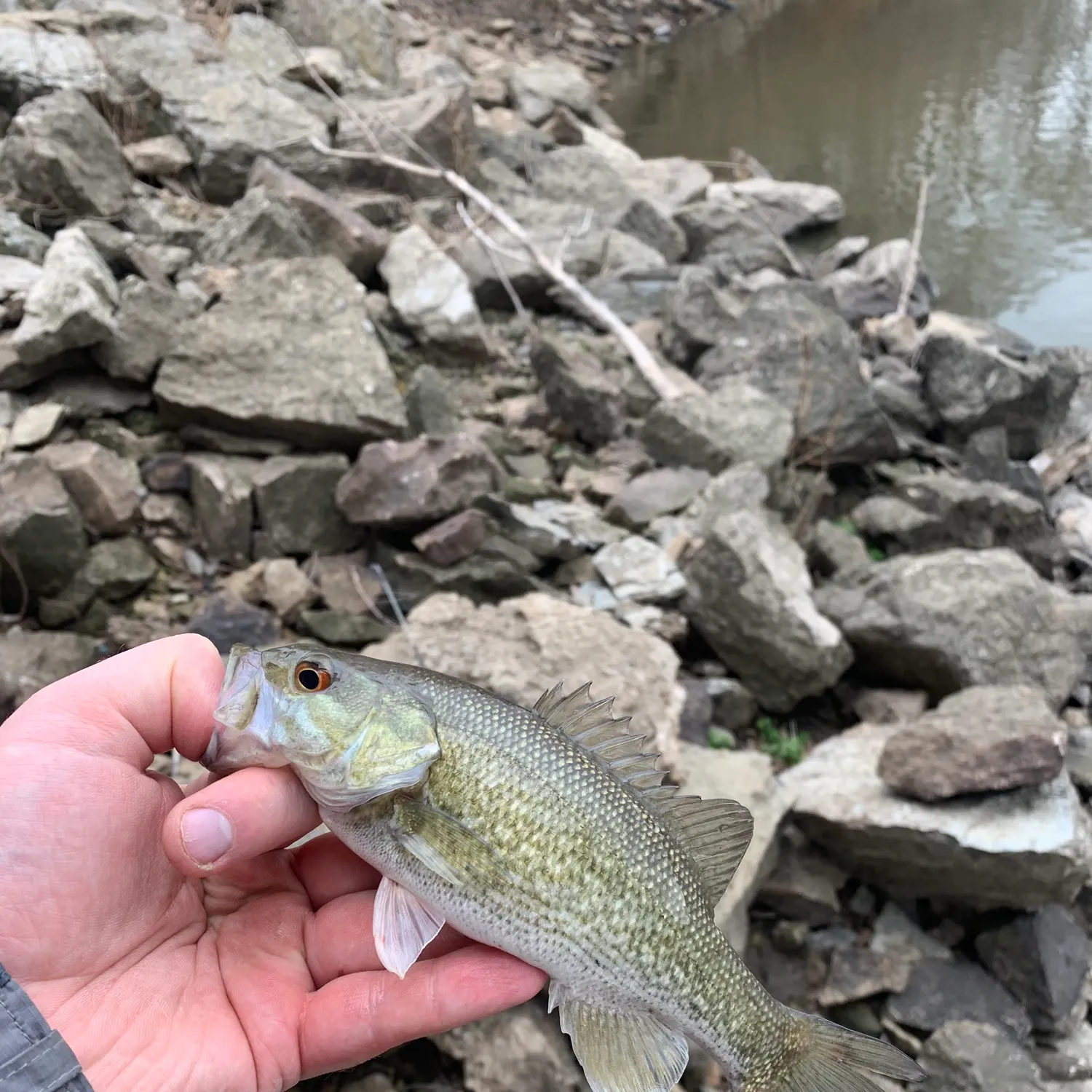 The most popular recent Meanmouth bass catch on Fishbrain