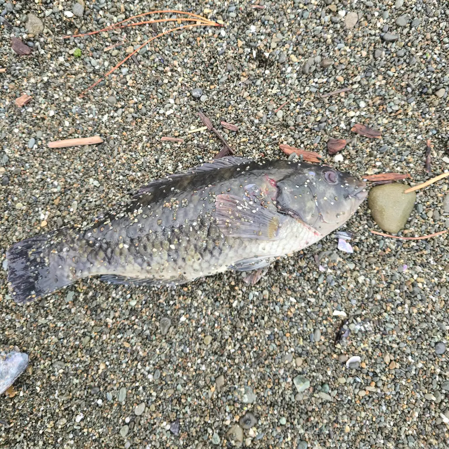 The most recent Banded wrasse catches on Fishbrain