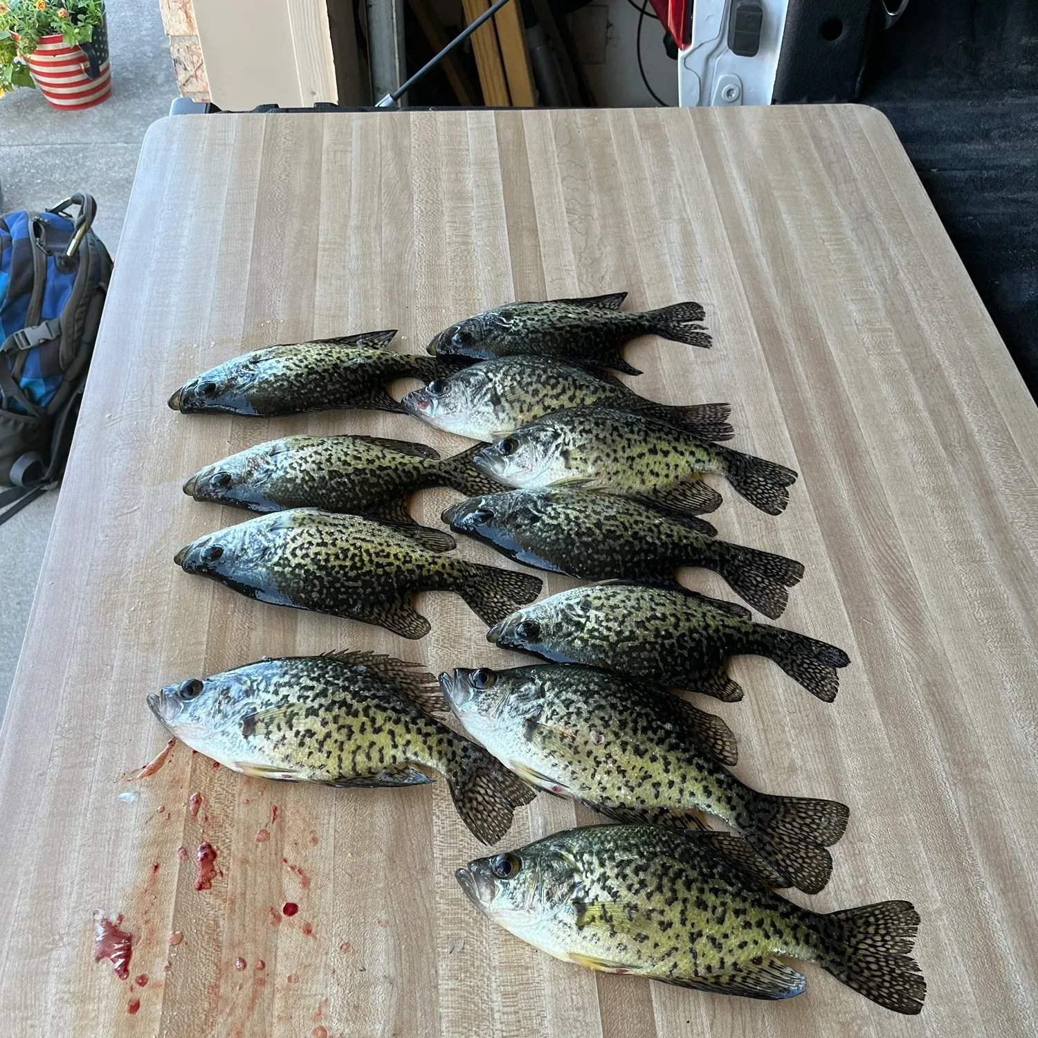 recently logged catches