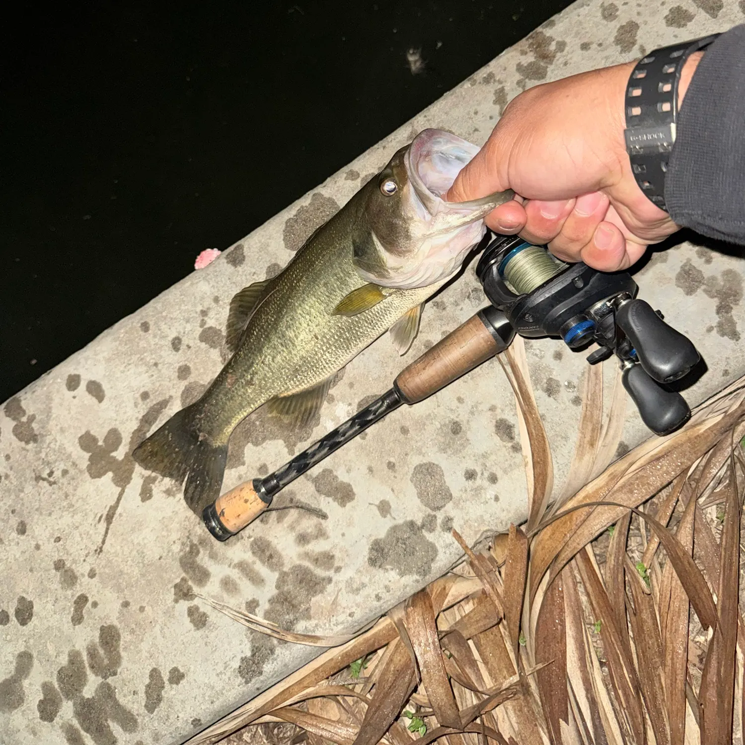 Largemouth bass caught on Fishbrain