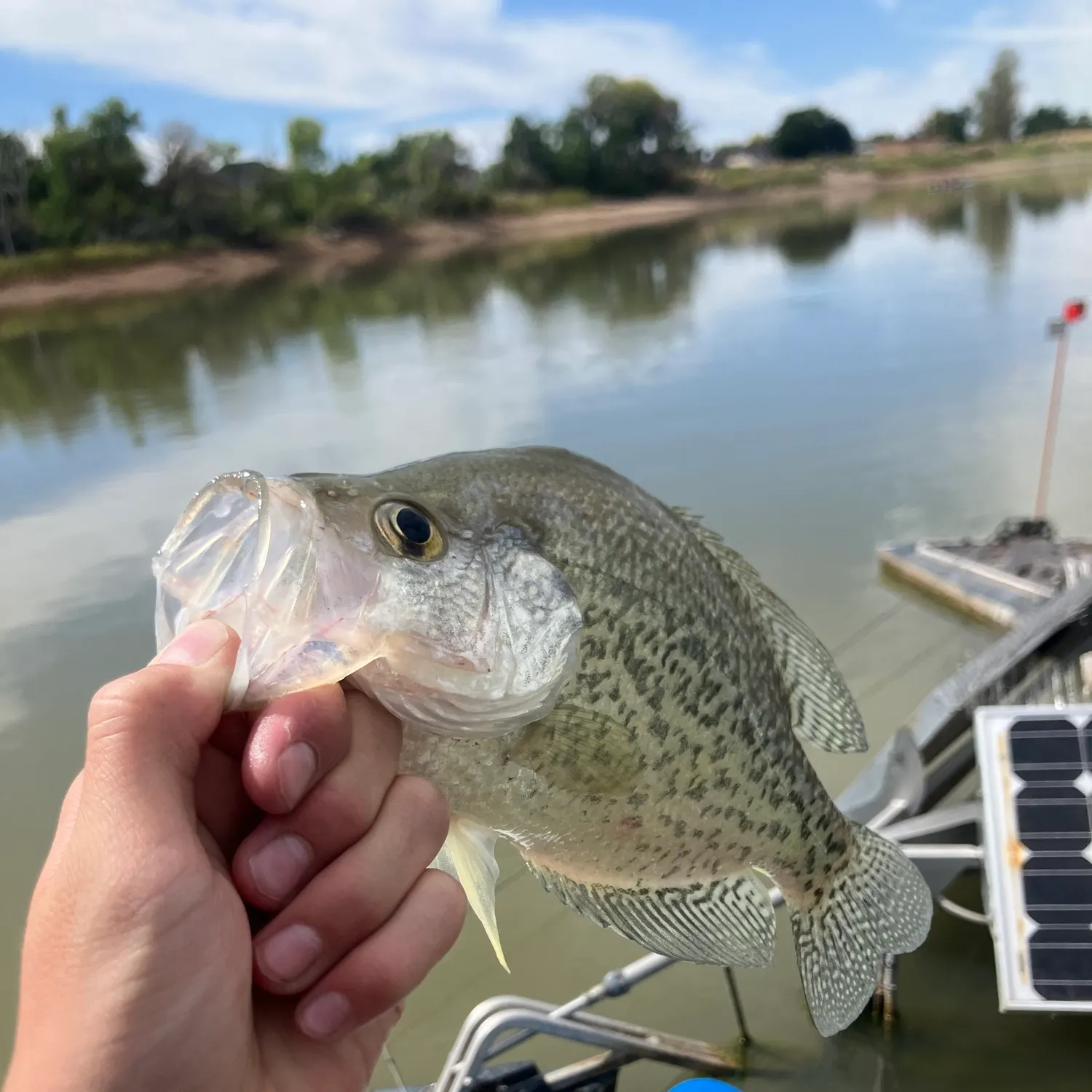 Black crappie caught on Fishbrain