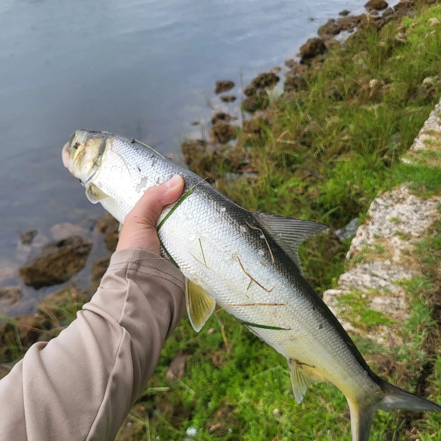 Ladyfish caught on Fishbrain