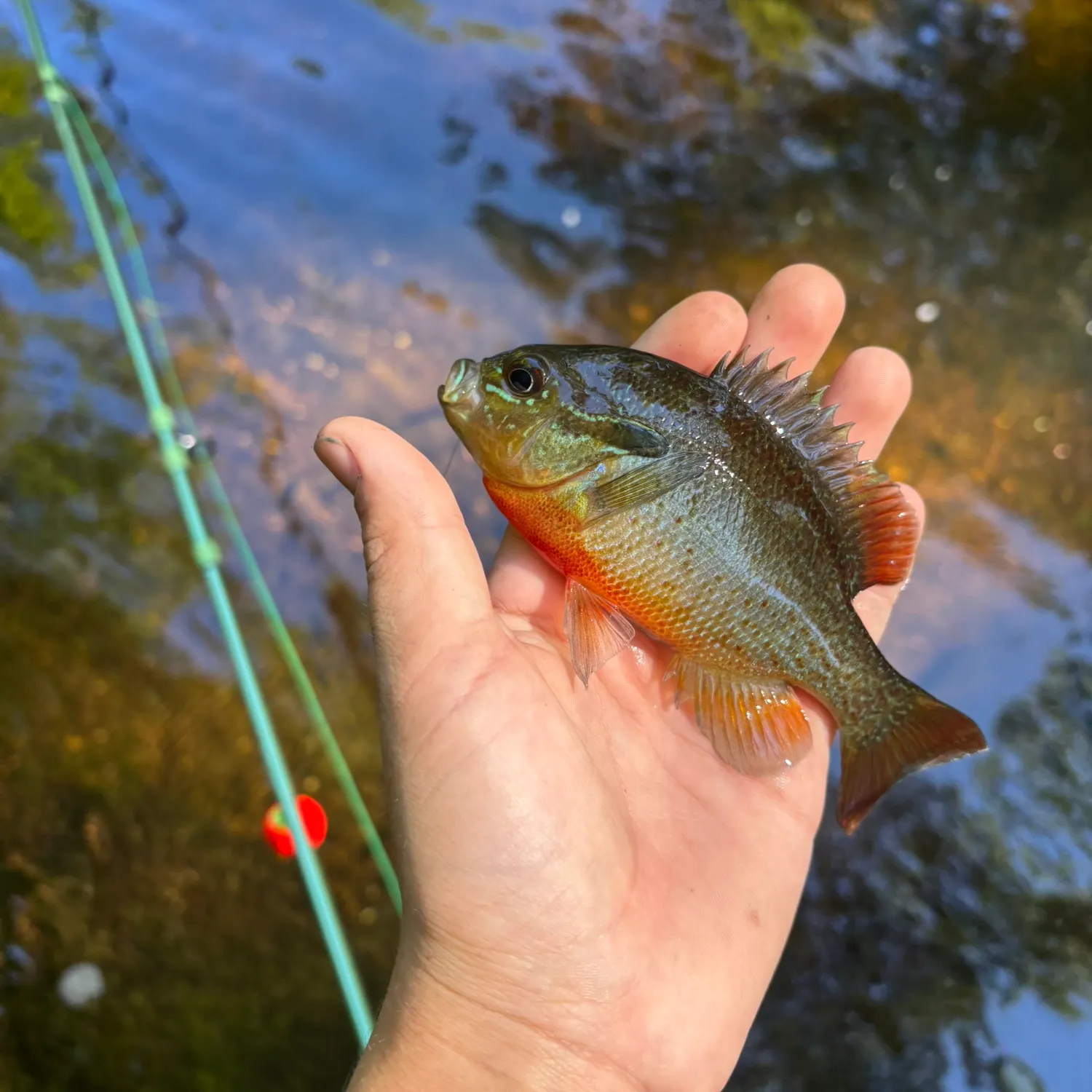 Redbreast sunfish caught on Fishbrain