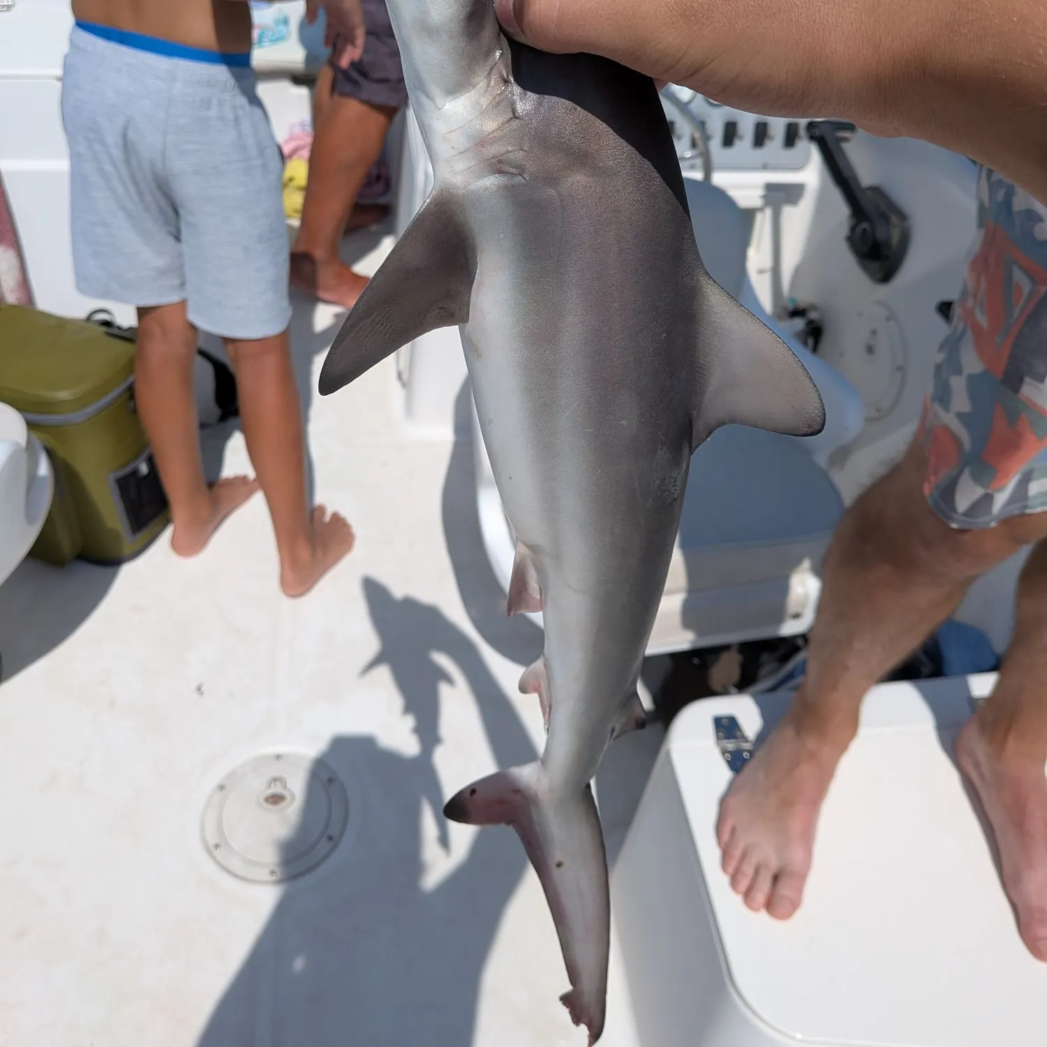 Sandbar shark caught on Fishbrain