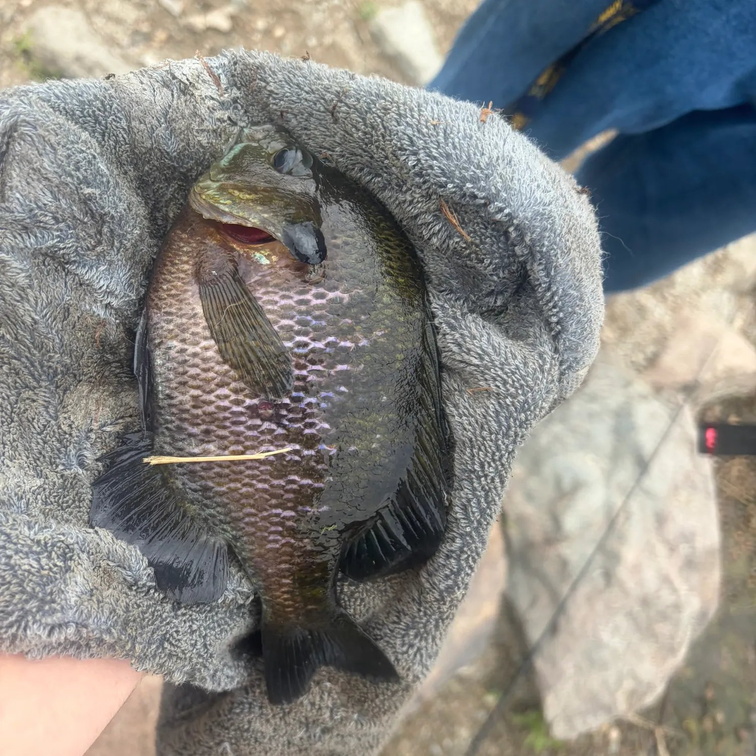 catch